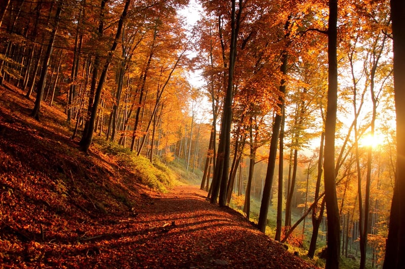 Autumn Landscape